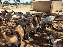 The Exotic Resort Zoo photo 4