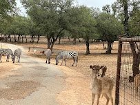The Exotic Resort Zoo photo 5