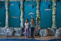 Blue Zoo Aquarium Oklahoma City photo 4