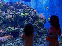 Blue Zoo Aquarium Oklahoma City photo 6