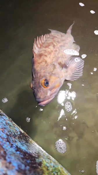 Westport Aquarium photo 2