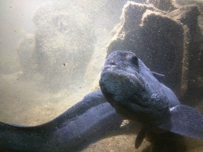Westport Aquarium photo 3