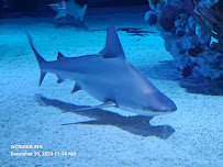 Blue Zoo Aquarium Rogers photo 3