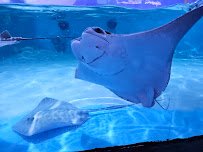 Blue Zoo Aquarium Rogers photo 4