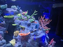 Blue Zoo Aquarium Rogers photo 5