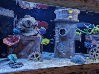 Blue Zoo Aquarium Rogers photo 5