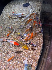 Blue Zoo Aquarium Rogers photo 6