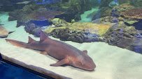 Shark Experience photo 2