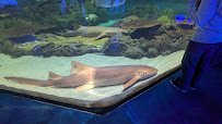 Shark Experience photo 3