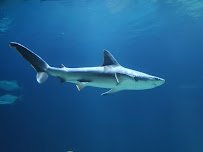 Shark Experience photo 4