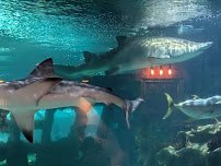 Greater Cleveland Aquarium photo 4