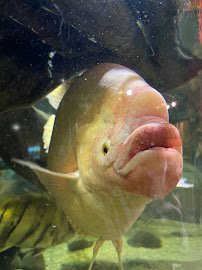 Greater Cleveland Aquarium photo 5