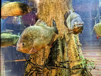 Greater Cleveland Aquarium photo 6
