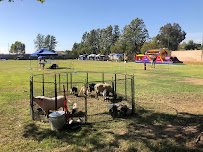 Corals mobile petting zoo photo 2