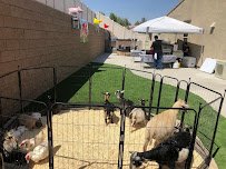 Corals mobile petting zoo photo 3