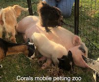 Corals mobile petting zoo photo 4