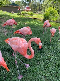 Birmingham Zoo photo 3