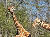 Birmingham Zoo photo 4