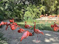 San Diego Zoo photo 4