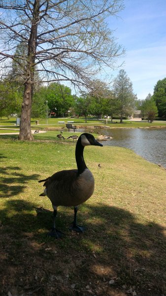 Owen Park Splash Pad photo 4