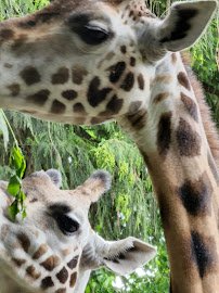 Woodland Park Zoo photo 4