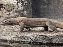 Woodland Park Zoo photo 6