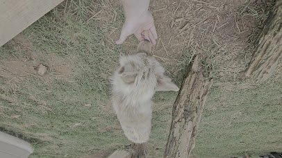 Nomads animal encounter photo 2