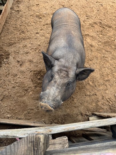 Nomads animal encounter photo 5