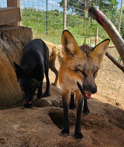 Nomads animal encounter photo 6