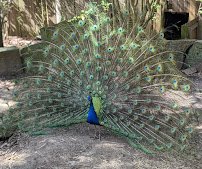 Ellen Trout Zoo photo 3