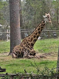 Ellen Trout Zoo photo 4