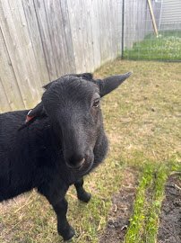 Barnyard Buddies photo 2