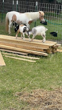 Barnyard Buddies photo 3