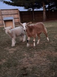 Barnyard Buddies photo 4