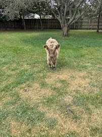 Barnyard Buddies photo 6