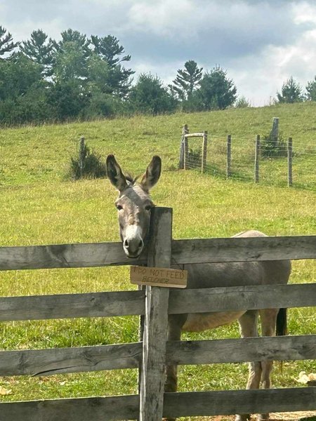 Matthews Living History Farm Museum photo 5