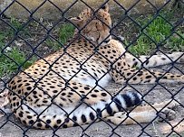 Frank Buck Zoo photo 5