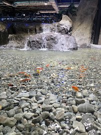 Jungle Reef Springs Touch Aquarium