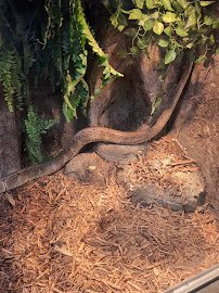 Jungle Reef Springs Touch Aquarium photo 2