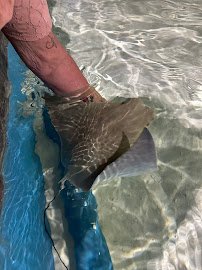Jungle Reef Springs Touch Aquarium photo 3