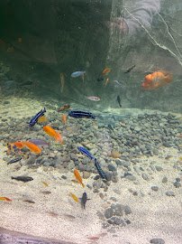 Jungle Reef Springs Touch Aquarium photo 4