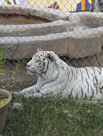 Cat Tales Wildlife Center