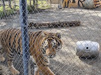 Cat Tales Wildlife Center photo 3