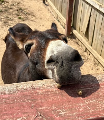 3 Palms Zoo & Education Center photo 5