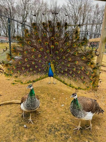 3 Palms Zoo & Education Center photo 6