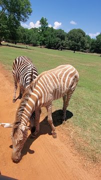 Cherokee Trace Drive-Thru Safari photo 2