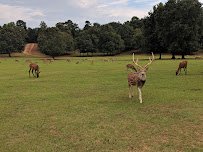 Cherokee Trace Drive-Thru Safari photo 4