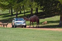Cherokee Trace Drive-Thru Safari photo 5