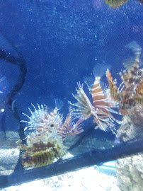 A Reef Oasis photo 3