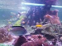 A Reef Oasis photo 4